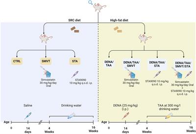 STA-9090 in combination with a statin exerts enhanced protective effects in rats fed a high-fat diet and exposed to diethylnitrosamine and thioacetamide